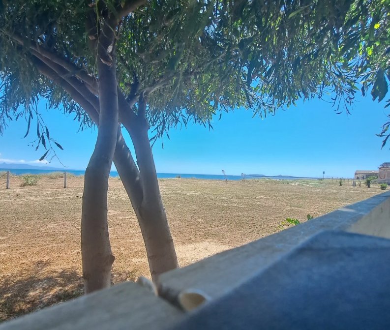 Albero dal tronco biforcuto oltre un muretto, prato secco e mare azzurro all'orizzonte sotto un cielo limpido